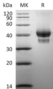 Biotinylated Human BCMA (C-Fc-Avi)