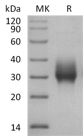 Biotinylated Cynomolgus 4-1BB (C-6His-Avi)