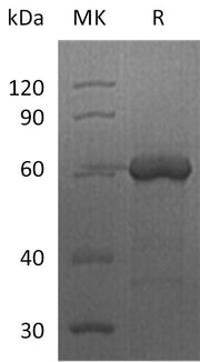 Biotinylated Human FGL1 (C-Fc-Avi)