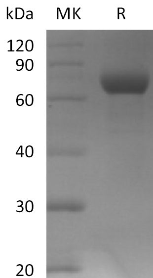 Biotinylated Human LILRB2 (C-Avi-6His)
