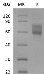 Biotinylated Human Mucin-1 (C-Fc-Avi)