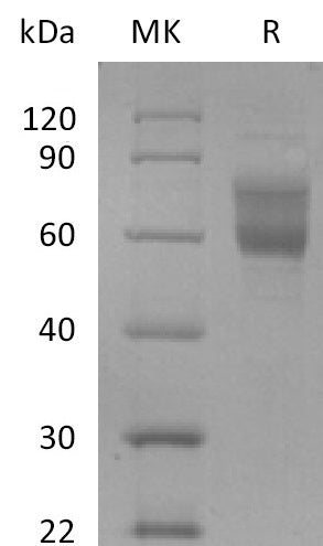 Biotinylated Human Mucin-1 (C-Fc-Avi)