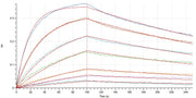 Biotinylated Human SIRPA (C-6His-Avi)