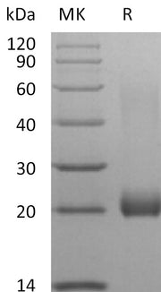 Biotinylated Human LAIR2 (C-Avi-6His)