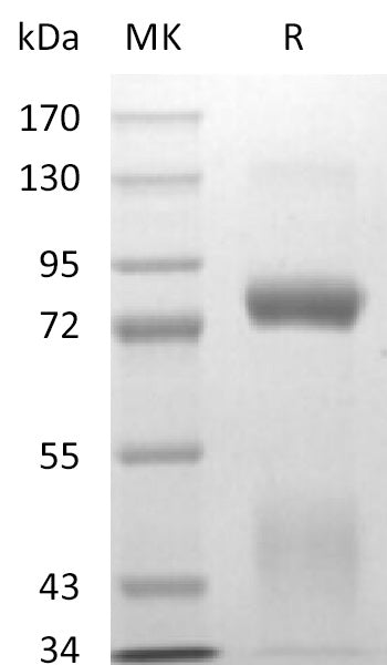 Biotinylated Human HGF R (C-6His-Avi)