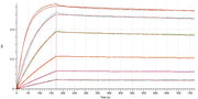 Biotinylated Human CD47 (C-Avi-6His)