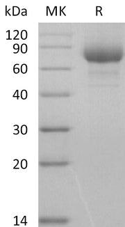 Biotinylated Human LILRA3 (C-6His-Avi)