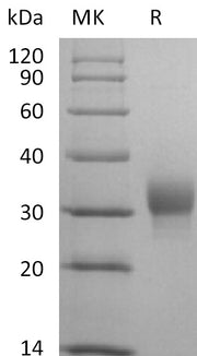Biotinylated Human LAIR1 (C-Avi-6His)