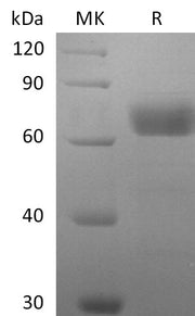 Biotinylated Human BTN2A2 (C-Fc-Avi)
