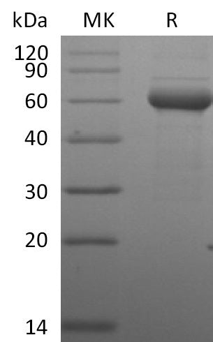 Biotinylated Human BTN3A1 (C-Fc-Avi)