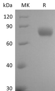 Biotinylated Human LILRB1 (C-6His-Avi)