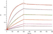 Biotinylated Human TROP-2 (C-Avi-6His)