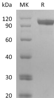 Biotinylated Human HER3 (C-6His-Avi)