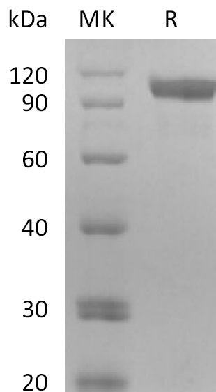 Biotinylated Human HER3 (C-6His-Avi)