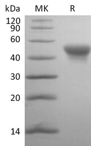 Biotinylated Human SLAMF5 (C-6His-Avi)