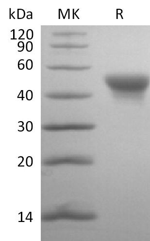 Biotinylated Human SLAMF5 (C-6His-Avi)