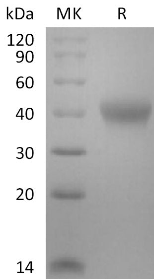 Biotinylated Mouse TNF RII (C-6His-Avi)