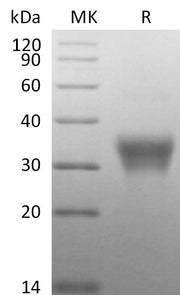 Biotinylated Human CD7 (C-6His-Avi)