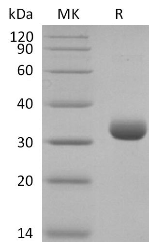 Biotinylated Human BTN3A2 (C-6His-Avi)