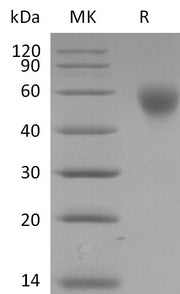 Biotinylated Human SLAMF1 (C-6His-Avi)