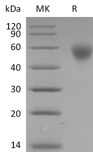 Biotinylated Human SLAMF1 (C-6His-Avi)