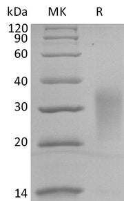 Biotinylated Human IL-13 (C-Avi-6His)