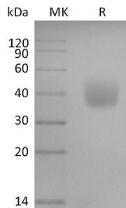 Biotinylated Human SLAMF6 (C-6His-Avi)