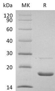 Biotinylated Human IL-1a (C-Avi)