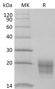 Biotinylated Human IL-5 (C-6His-Avi)