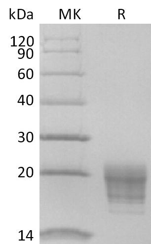 Biotinylated Human IL-5 (C-6His-Avi)