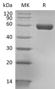 Biotinylated Human HLA-A*0201 GP100 complex Protein (C-Avi-10His)