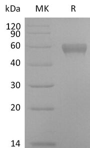 Biotinylated Human NTNG1 (C-Avi-6His)