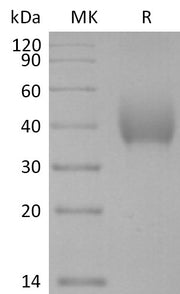 Biotinylated Human SLAMF7 (C-6His-Avi)