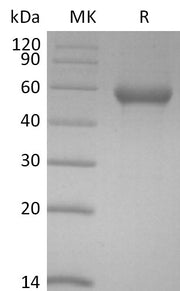Biotinylated Human PVRIG (C-Fc-Avi)