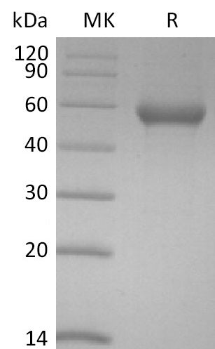 Biotinylated Human PVRIG (C-Fc-Avi)