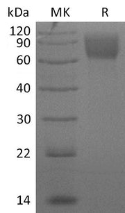 Biotinylated Human GUCY2C (C-6His-Avi)