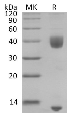 Biotinylated Mouse Latent TGF-beta 1 (N-8His-Avi)