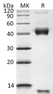Biotinylated Human Latent TGF-beta 2 (N-8His-Avi)