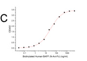 Biotinylated Human BAFF (N-Avi-Fc)