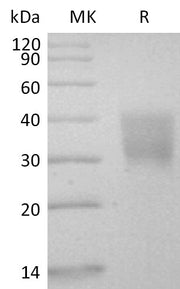 Biotinylated Human CD147 (C-Avi-6His)