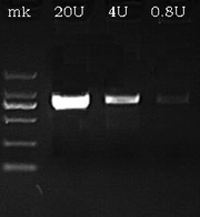 T7 RNA Polymerase, GMP Grade