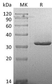 Recombinant Human IgG2 Fc (223AA)