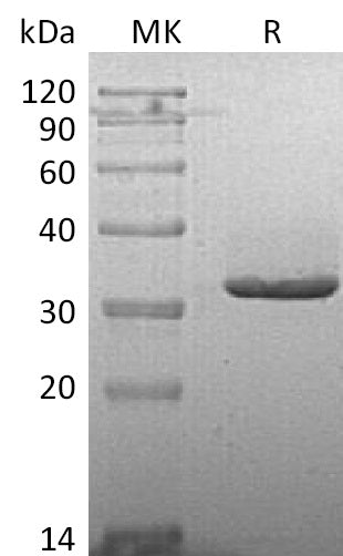 Recombinant Human IgG2 Fc (223AA)