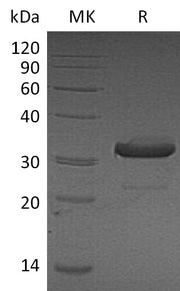Recombinant Mouse IgG3 Fc