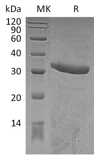 Recombinant Mouse IgG2a Fc