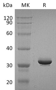 Recombinant Human IgG4 Fc (228AA)