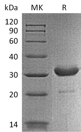 Recombinant Mouse IgG2b Fc