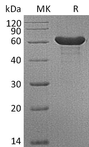 Anti-Human CD19×CD3 Antibody (BLI_bio, Research Grade)