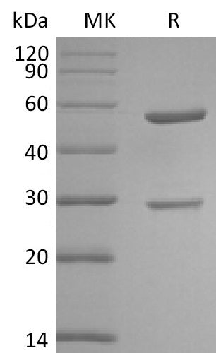 Anti-Human CD6 Antibody (ITO_bio, Research Grade)