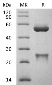 Anti-Human APP Antibody (ADU_bio, Research Grade)